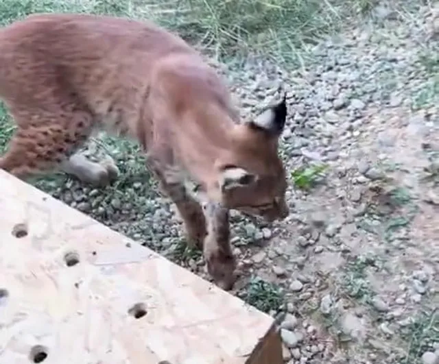 Edirne'de aracın bagajında iki vaşak ve iki serval ele geçirildi
