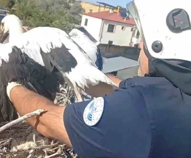 Elazığ'da yavru leylek itfaiye ekipleri tarafından yuvasına konuldu