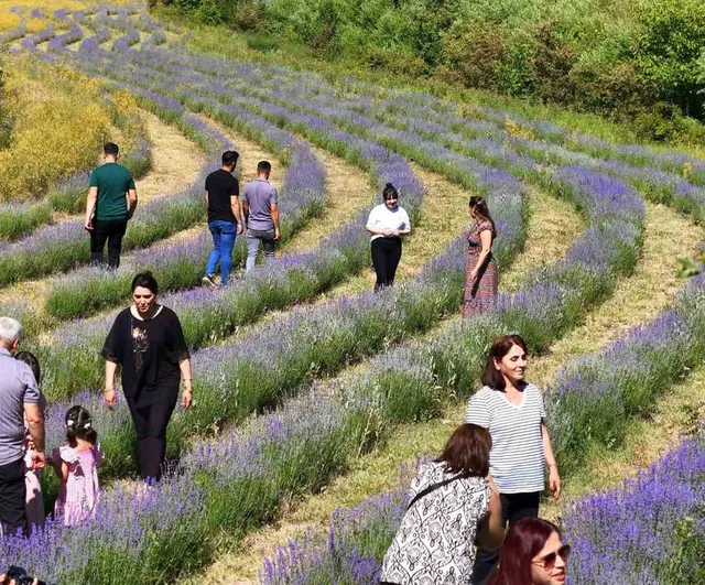 Erzincan'daki lavanta bahçesi ziyaretçilerin ilgi odağı oldu