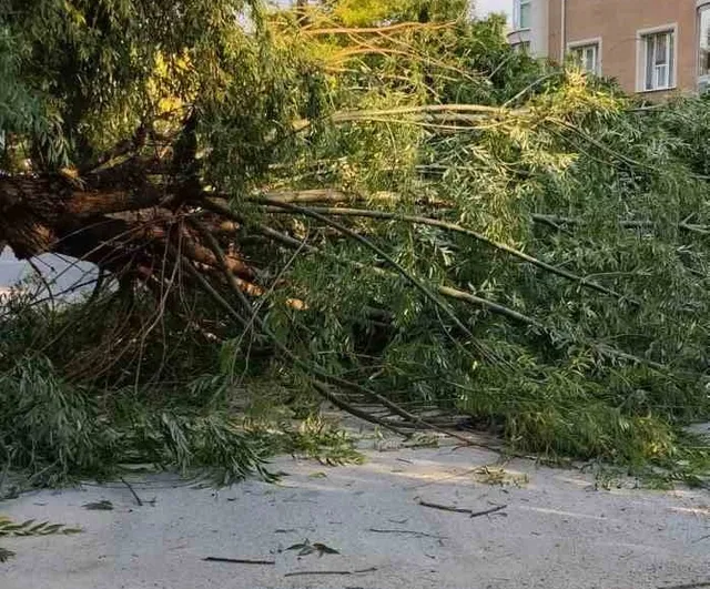 Eskişehir'de şiddetli rüzgar parkta ağacı devirdi