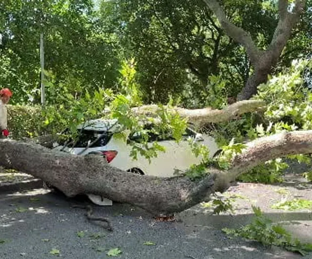 Florya’da asırlık çınar park halindeki aracı devirdi, yol trafiğe kapandı