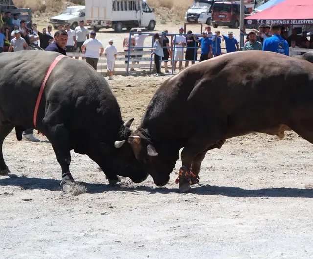 Germencik'te Ege'nin pehlivan boğaları geleneği sahaya taşıdı