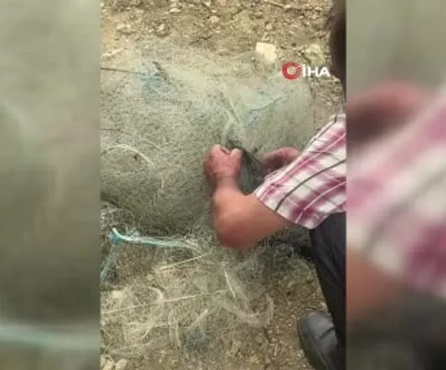 Hatay'da balık ağında mahsur kalan yılanı vatandaş kurtardı