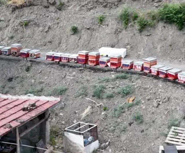 Kanyon balında 4 tonluk rekolte: bin 200 endemik bitkiyle 4 kuşaktır süren gelenek