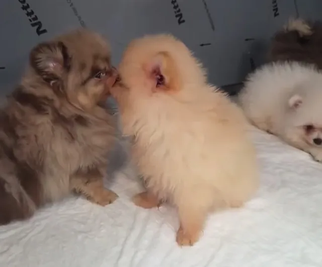 Kapıkule'de arka koltuk altından çıkan 5 Pomeranian yavrusu korumaya alındı