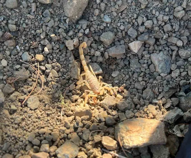 Karaadilli'de vişne toplarken akrep soktu, kişi hastaneye kaldırıldı