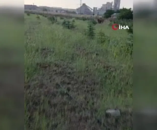 Kaybolan ineğini arayan besici arazide doğum yapan ineği buldu