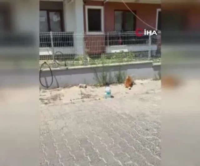 Kedi ile yılanın kavgası kamerada