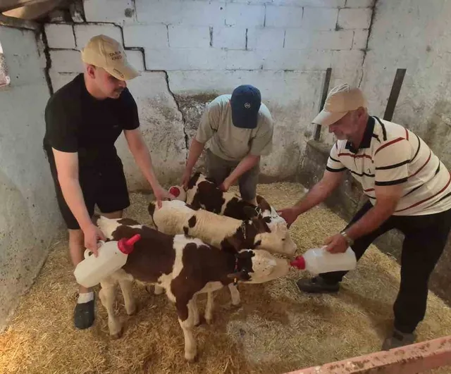 Kırklareli’de inek üçüz buzağı doğurdu