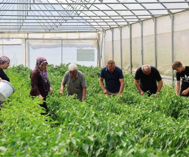 Kocaeli’de yüzde 50 hibe destekli modern seralarda ilk hasat başladı