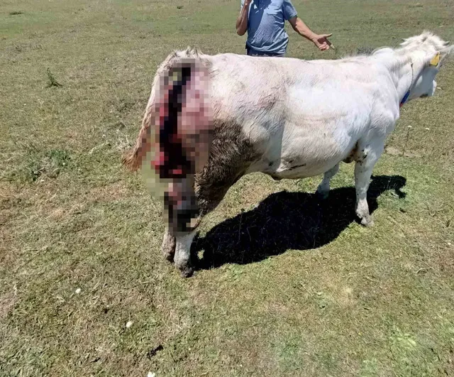 Kovalı yaylası'nda ayı alarmı: üreticiler yetkililere seslendi