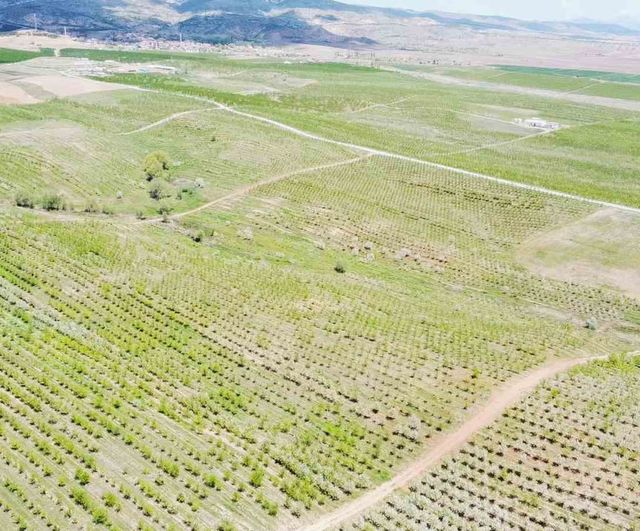 Kuru tarımdan meyveciliğe: Kabalı köyünde refah ve istihdam değişimi