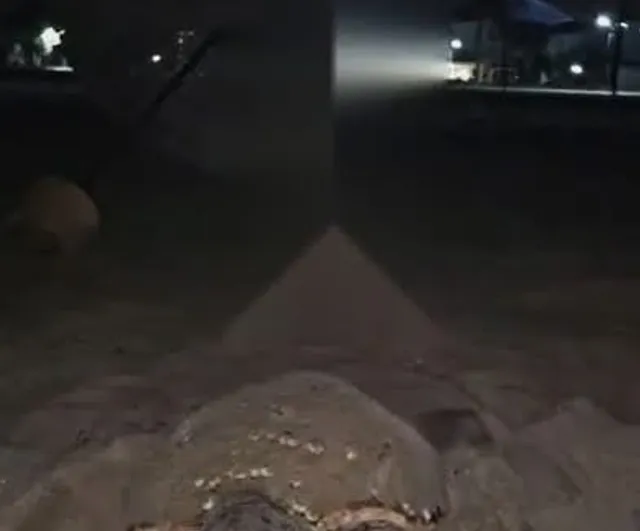 Kuşadası'nda caretta caretta yuvası koruma altına alındı