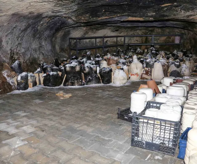 Mağaranın serinliğinde olgunlaşan tuluklar ekim şenliğine hazırlanıyor