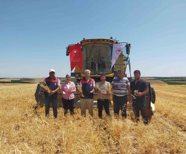 Malatya'da sertifikalı tohumla nohut üretimi canlanıyor