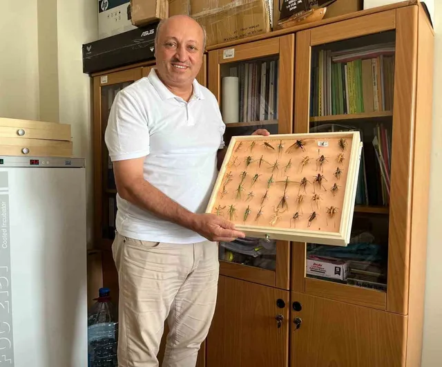 mevsimsel koşullar çekirge hareketliliğini artırdı, salgın değil