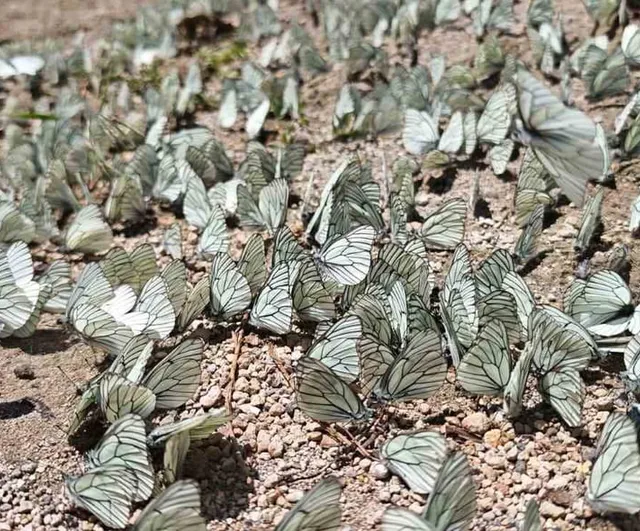 Nemrut Krater Gölü'nde alıç kelebeği yoğunluğu dikkat çekti