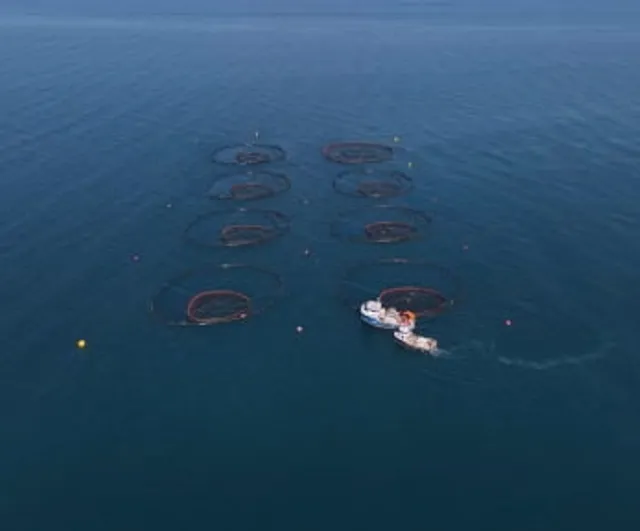 Ordu'da kafes yetiştiriciliği 2025'te yaklaşık 28 milyon euro ihracat geliri sağladı