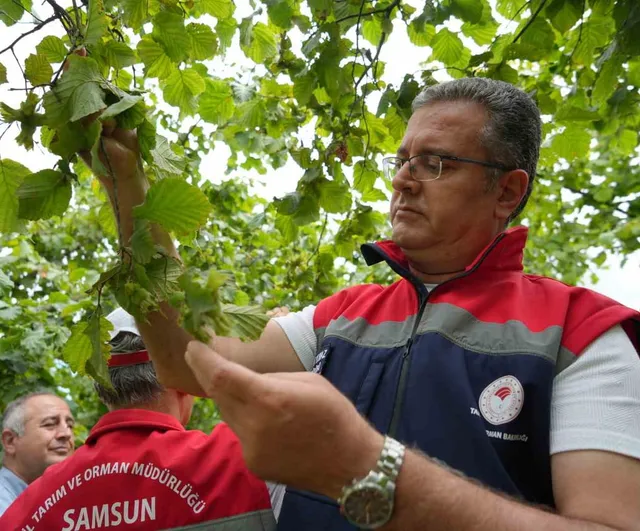 Samsun’da 2026 fındık rekolte tahmini netleşti