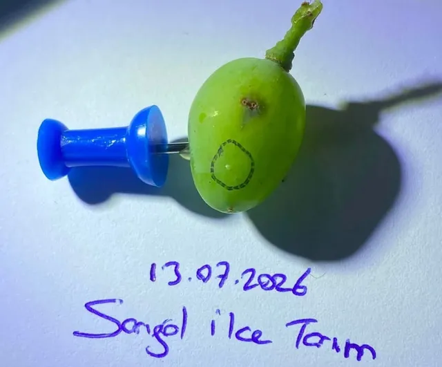 Sarıgöllü üzüm üreticilerine ovosit ilaçlaması uyarısı