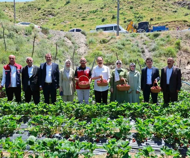 Siirt'te çilek hasadı başladı