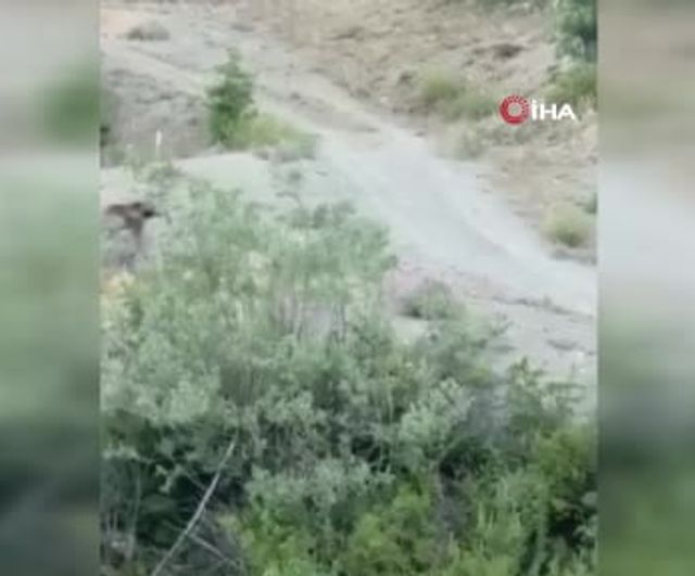 Sivas’ta anne ayı ve yavrusu cep telefonu kamerasıyla görüntülendi
