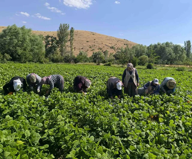 Şuhut'ta sabahın ilk ışığından akşama dek süren taze fasulye mesaisi