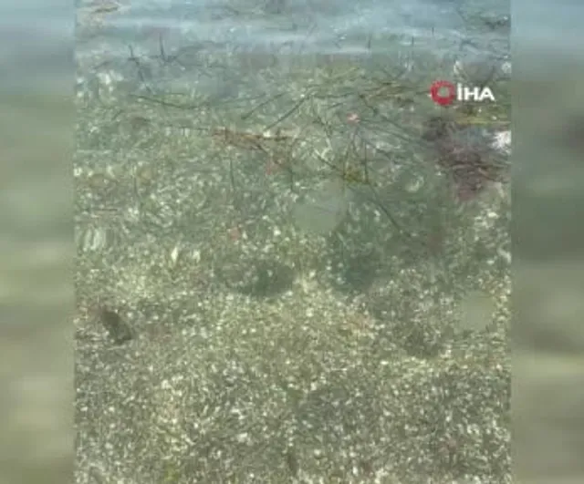 Tekirdağ sahilinde kahverengi pusula deniz anaları görüldü