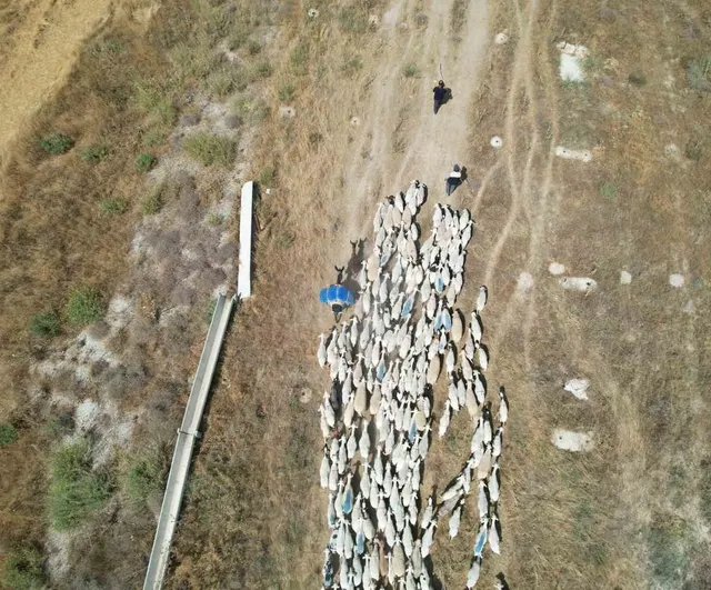 Tozlu dönüş: Konya ovası koyunlarının sabah yolculuğu