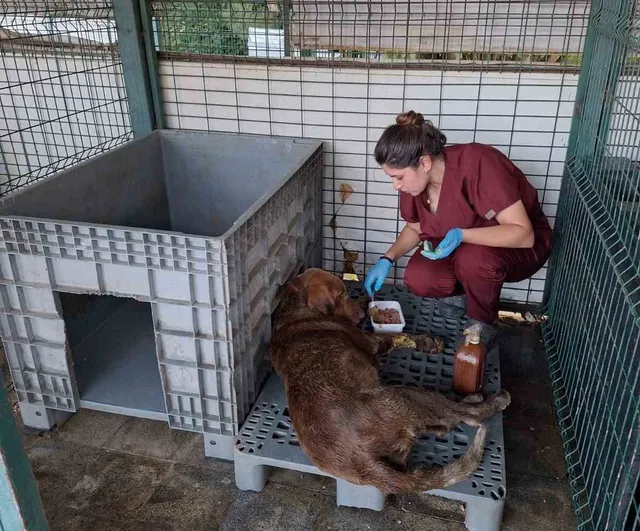Yalova'da 3 gün su kuyusunda mahsur kalan köpek kurtarıldı