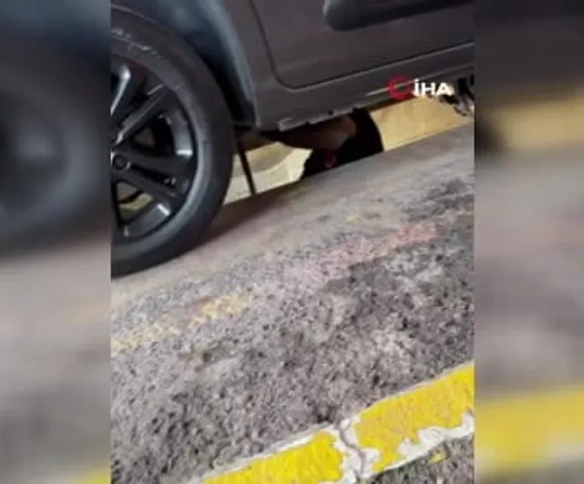 Yalova'da feribottan inen araçta yılan bulundu