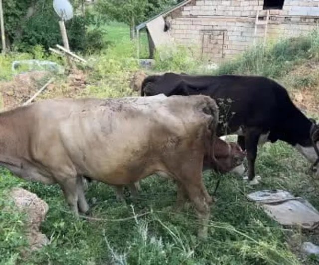 Yürekleri saran dayanışma: ineğini kaybeden Ayni teyzenin yüzü güldü