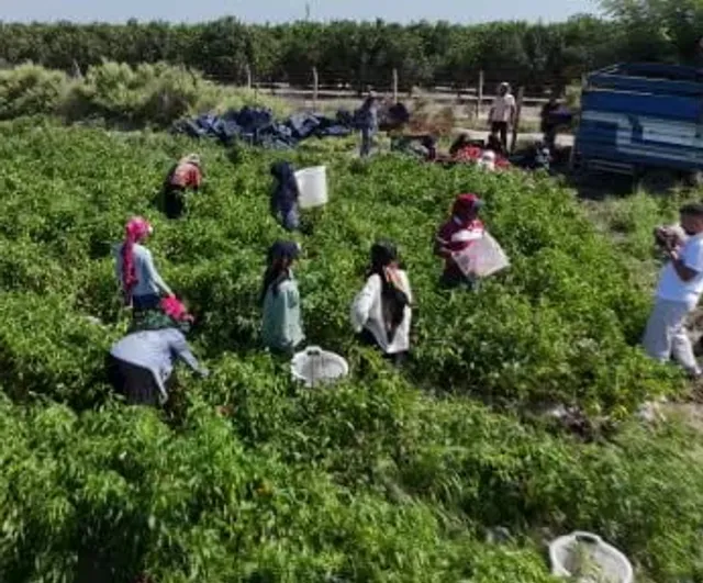 Adana'da kavurucu sıcakta ekmek mücadelesi