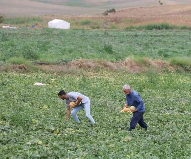 Adanalı üretici kavununu aracıya gerek kalmadan doğrudan pazarda satıyor