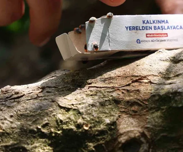 Antalya Büyükşehir'den nar ve narenciye bahçelerine 800 dekarlık faydalı böcek desteği