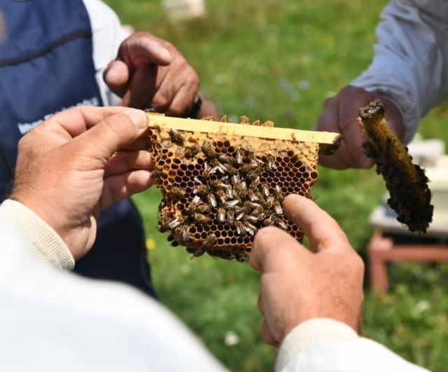 Ardahan'ın coğrafi işaretli balında 2026 sezonu ilk hasadı gerçekleştirildi