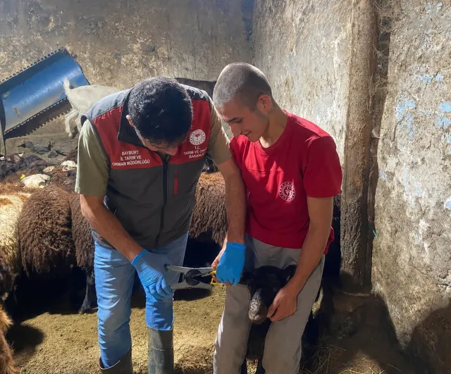Bayburt'ta sürü sağlığını korumaya yönelik hedefli aşılama ve küpeleme