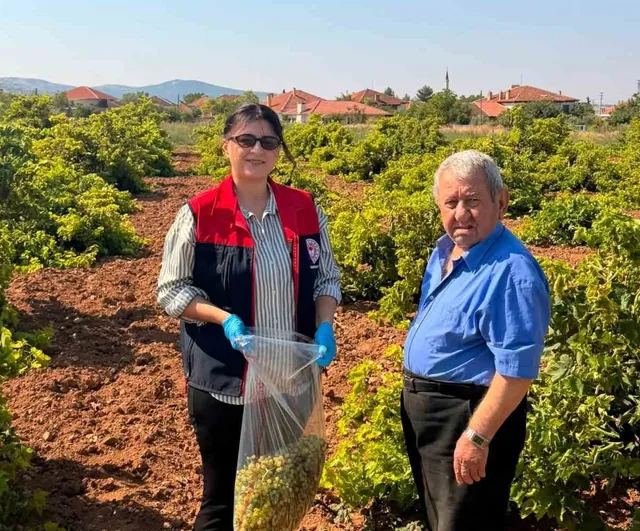Bekilli'de bağlarda pestisit testi için numune seferberliği