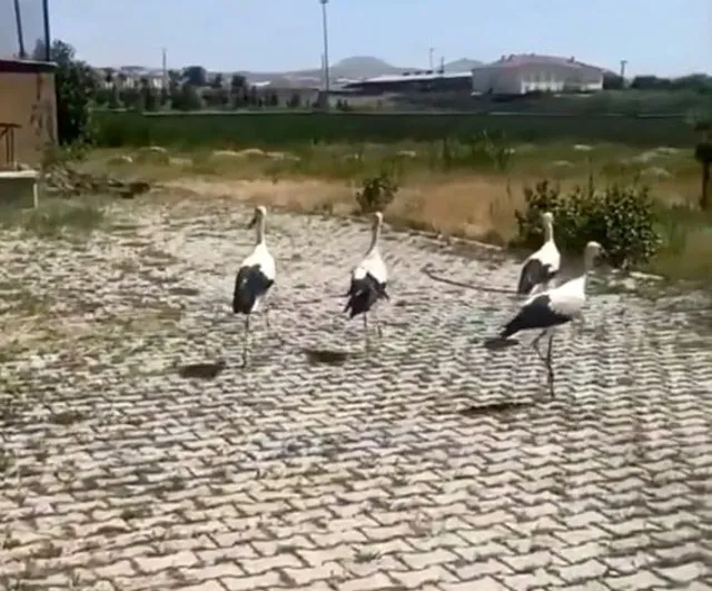 Bitlis'ten yeniden göçe: tedaviyle sağlığına kavuşan leylekler doğaya salındı