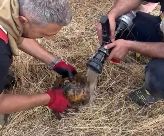 Diyarbakır Lice'de yangından kurtarılan kaplumbağa doğaya bırakıldı
