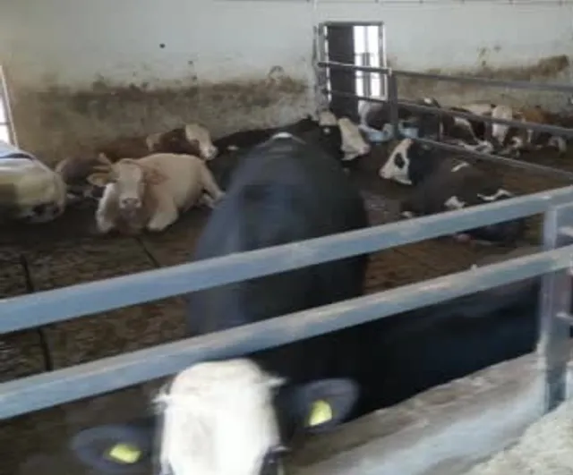 Elektrik ustasından devlet destekli besi çiftliğine dönüşüm