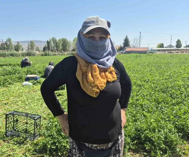 Eskişehir maydanoz tarlalarında güneşle ve emekle sınanan kadınlar