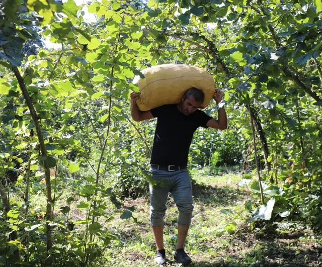 Fındık Dalda, Aklın İşçide Kalmasın projesi 7’nci sezonunda hasadı planlıyor