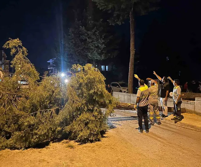 Gülabibey'de şiddetli rüzgar bir ağacı yola savurdu araçta hasar oluştu