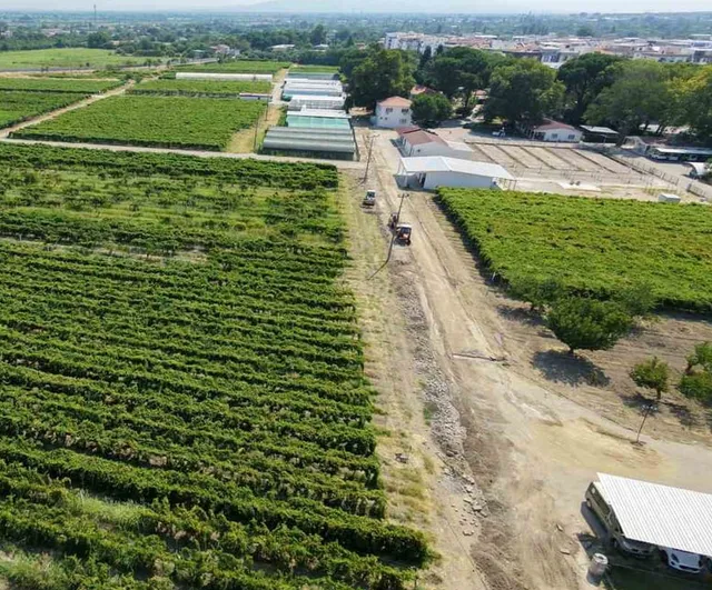 Hasat başladı, üreticinin gözü tmo ve TARİŞ'in kuru üzüm fiyat açıklamasında