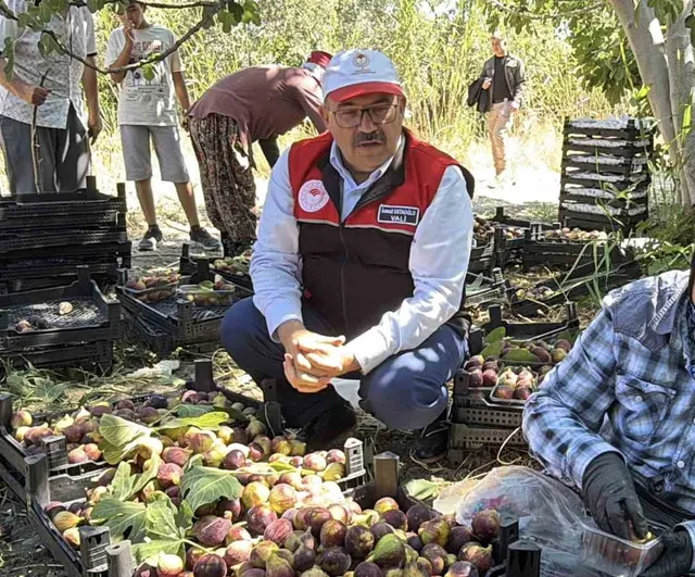 Havran siyah incirinde tarladan sofraya hasat dönemi başladı