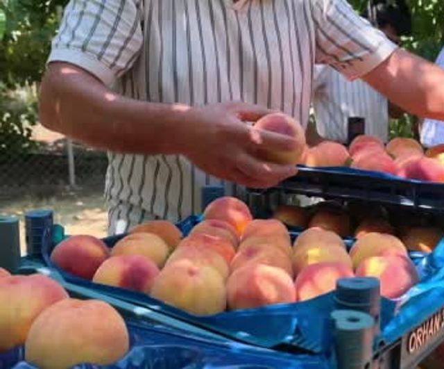 İnegöl'de gülaven şeftalisinin hasadı başladı, üreticiler pazara ve ihracata odaklandı