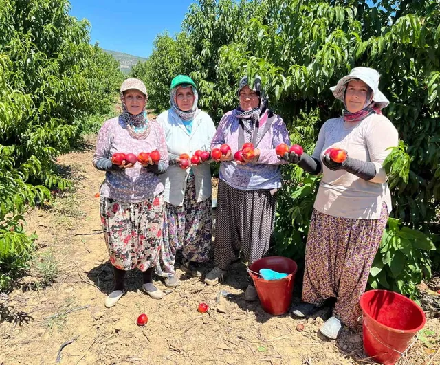 İznik'te üreticiden piyasa düzeni çağrısı: tarladan markete uçan nektarin fiyatına tepki