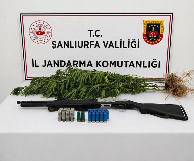 Jandarma Halfeti'de üç kök kenevirle silah ele geçirdi, bir şüpheli gözaltında
