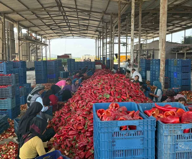 Kapya biberde alım gecikmesi iddiası: üreticiler fiyat baskısı yaşıyor